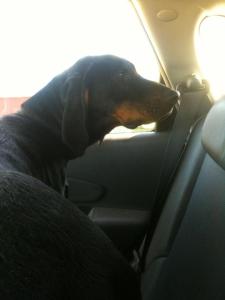 387566_752897620322_775687742_n