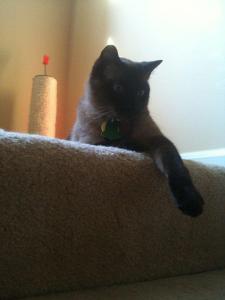 538858_971073364382_757012983_n